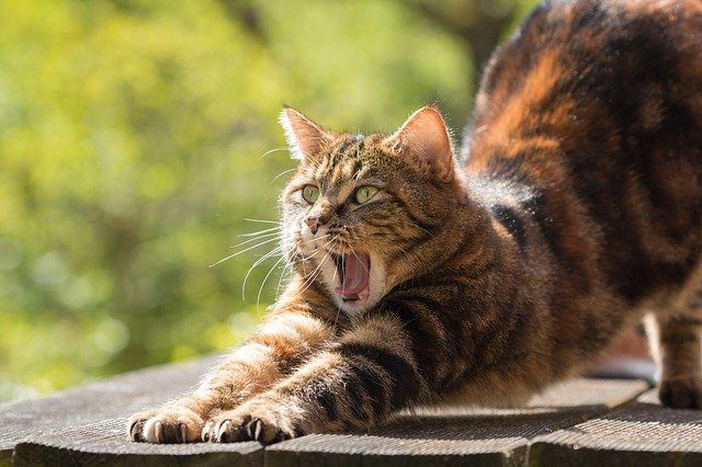 Un gato estirándose